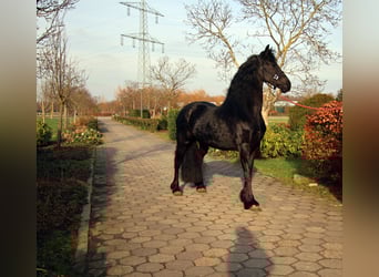 Friesen, Stute, 5 Jahre, 167 cm, Rappe