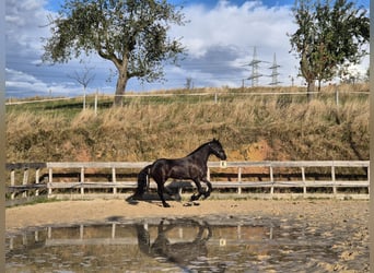 Friesen, Stute, 5 Jahre, 167 cm, Schwarzbrauner