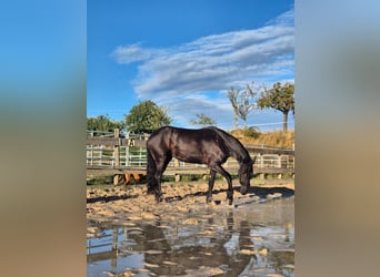 Friesen, Stute, 5 Jahre, 167 cm, Schwarzbrauner