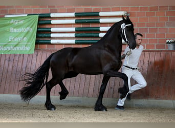 Friesen, Stute, 5 Jahre, 167 cm, Schwarzbrauner