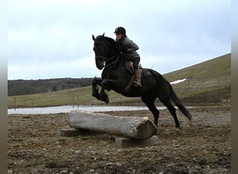Friesen Mix, Stute, 5 Jahre, 168 cm, Rappe