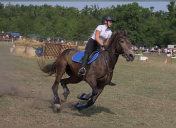 Friesen Mix, Stute, 5 Jahre, 174 cm, Rappe