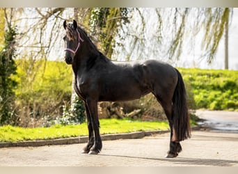 Friesen, Stute, 5 Jahre, Rappe