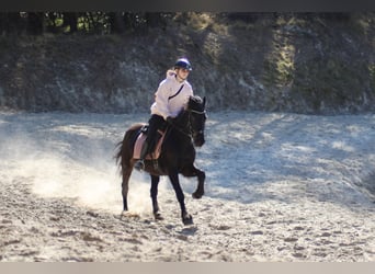 Friesen Mix, Stute, 6 Jahre, 149 cm, Rappe