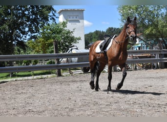 Friesen Mix, Stute, 6 Jahre, 152 cm, Brauner