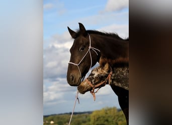 Friesen, Stute, 6 Jahre, 156 cm