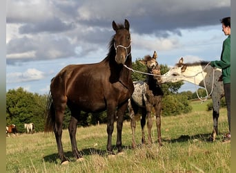 Friesen, Stute, 6 Jahre, 156 cm