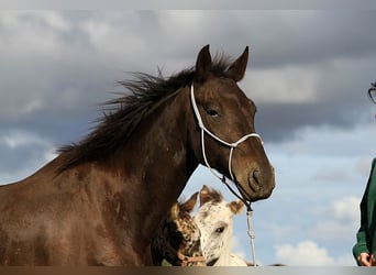 Friesen, Stute, 6 Jahre, 156 cm