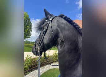 Friesen, Stute, 6 Jahre, 158 cm, Rappe