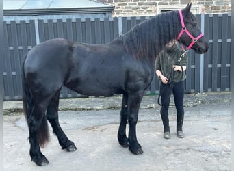 Friesen, Stute, 6 Jahre, 159 cm, Rappe