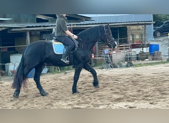 Friesen, Stute, 6 Jahre, 159 cm, Rappe