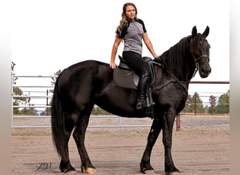 Friesen, Stute, 6 Jahre, 160 cm, Rappe