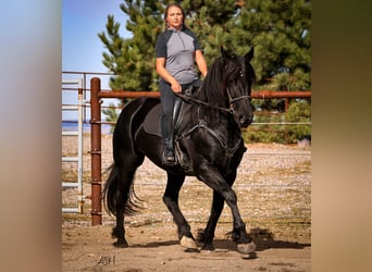 Friesen, Stute, 6 Jahre, 160 cm, Rappe