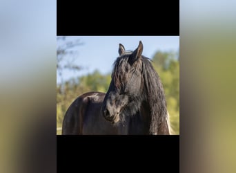 Friesen, Stute, 6 Jahre, 160 cm, Rappe