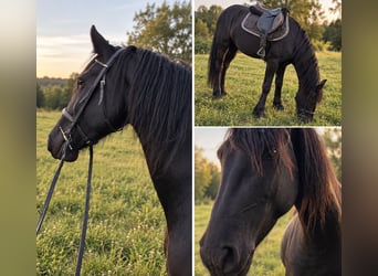 Friesen, Stute, 6 Jahre, 160 cm, Rappe
