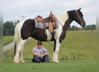 Friesen, Stute, 6 Jahre, 163 cm, Tobiano-alle-Farben