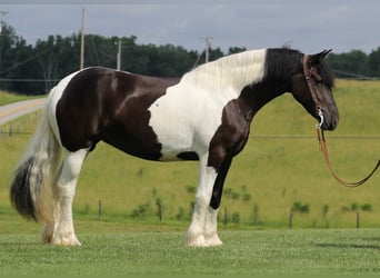 Friesen, Stute, 6 Jahre, 163 cm, Tobiano-alle-Farben