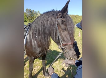 Friesen, Stute, 6 Jahre, 164 cm, Rappe