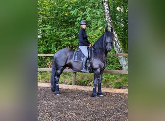 Friesen, Stute, 6 Jahre, 165 cm, Rappe