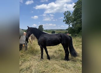 Friesen, Stute, 6 Jahre, 165 cm, Rappe