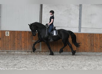 Friesen, Stute, 6 Jahre, 168 cm, Rappe
