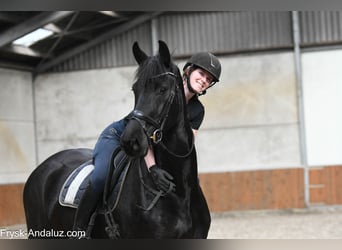 Friesen, Stute, 6 Jahre, 168 cm, Rappe