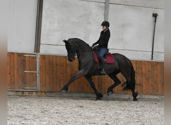 Friesen, Stute, 6 Jahre, 169 cm, Rappe