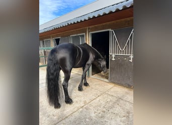 Friesen, Stute, 6 Jahre, 170 cm, Rappe