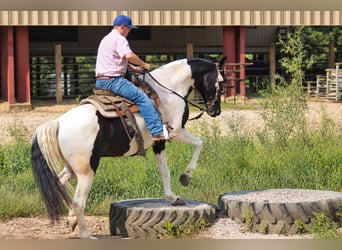 Friesen Mix, Stute, 6 Jahre, Schecke