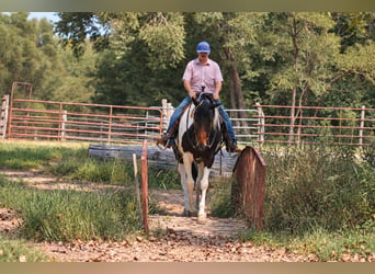 Friesen Mix, Stute, 6 Jahre, Schecke