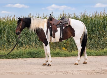 Friesen Mix, Stute, 6 Jahre, Schecke