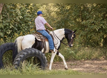Friesen Mix, Stute, 6 Jahre, Schecke