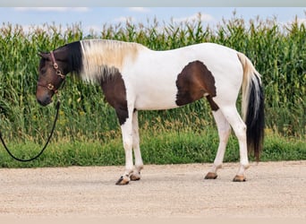Friesen Mix, Stute, 6 Jahre, Schecke