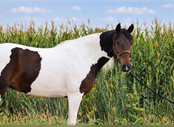 Friesen Mix, Stute, 6 Jahre, Schecke