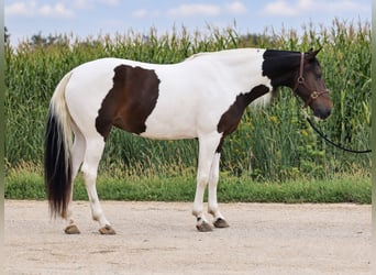 Friesen Mix, Stute, 6 Jahre, Schecke