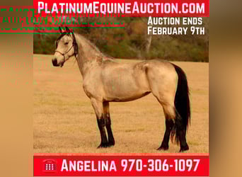 Friesen, Stute, 7 Jahre, 152 cm, Buckskin