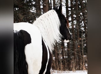 Friesen Mix, Stute, 7 Jahre, 155 cm, Schecke