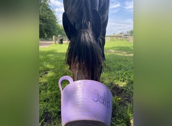 Friesen, Stute, 7 Jahre, 156 cm, Rappe