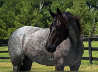 Friesen, Stute, 7 Jahre, 157 cm, Roan-Blue