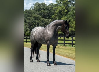 Friesen, Stute, 7 Jahre, 157 cm, Roan-Blue