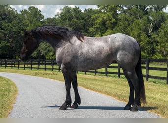 Friesen, Stute, 7 Jahre, 157 cm, Roan-Blue
