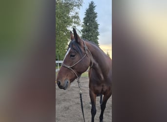 Friesen Mix, Stute, 7 Jahre, 159 cm, Brauner