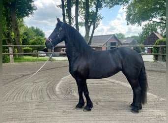 Friesen, Stute, 7 Jahre, 159 cm, Rappe