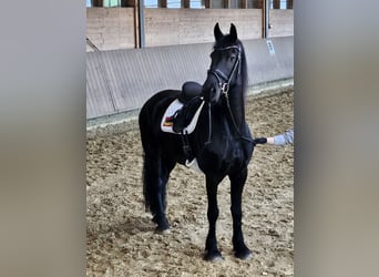 Friesen, Stute, 7 Jahre, 159 cm, Rappe