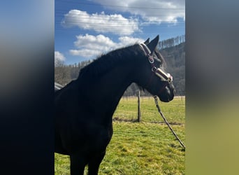 Friesen, Stute, 7 Jahre, 159 cm, Rappe