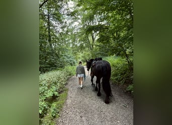 Friesen, Stute, 7 Jahre, 159 cm, Rappe