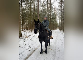 Friesen, Stute, 7 Jahre, 159 cm, Rappe