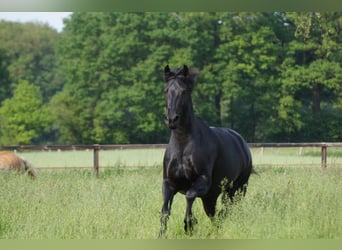 Friesen, Stute, 7 Jahre, 160 cm, Rappe