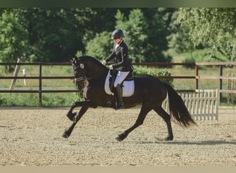 Friesen, Stute, 7 Jahre, 162 cm, Rappe