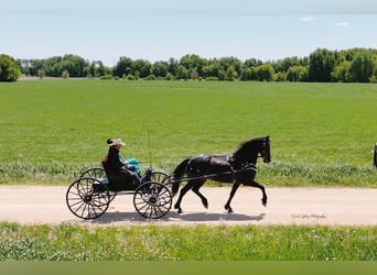 Friesen, Stute, 7 Jahre, 163 cm, Rappe